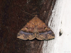 Bertula erectilinea