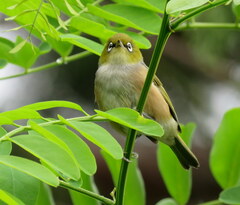 Zosterops lateralis lateralis