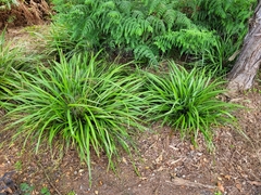 Dianella haematica