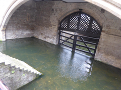 Adiantum capillus-veneris