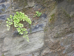 Adiantum capillus-veneris