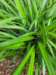 Dianella haematica