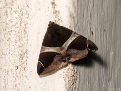 Bastilla crameri