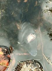Heterotilapia buettikoferi