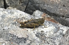 Phaulacridium marginale