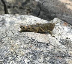 Phaulacridium marginale