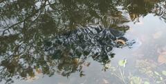 Heterotilapia buettikoferi
