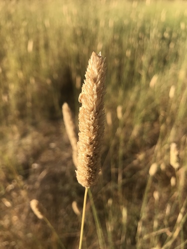 iNaturalist observation photo of harding grass