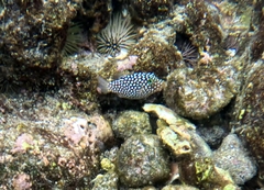 Canthigaster jactator