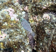 Canthigaster jactator