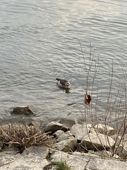 Alopochen aegyptiaca