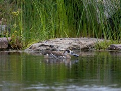 Malacorhynchus membranaceus