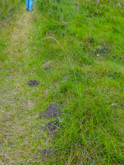 Kniphofia parviflora