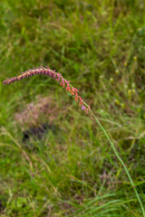 Kniphofia parviflora