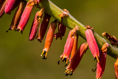 Kniphofia parviflora