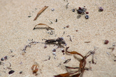 Anabarhynchus maritimus