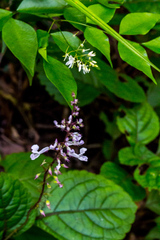 Plectranthus ciliatus
