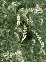 Heliotropium lineare