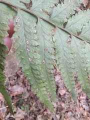 Microlepia marginata