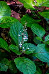 Plectranthus ciliatus