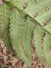 Microlepia marginata