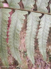 Microlepia marginata