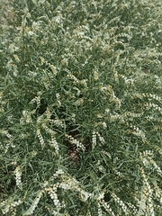 Heliotropium lineare