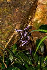 Plectranthus hilliardiae