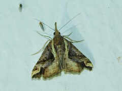 Hypena varialis