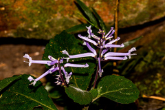 Plectranthus hilliardiae