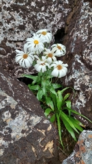 Dolichoglottis scorzoneroides