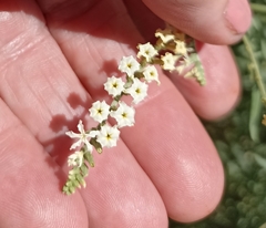 Heliotropium lineare