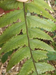 Microlepia marginata