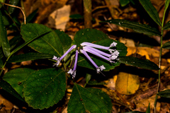 Plectranthus hilliardiae