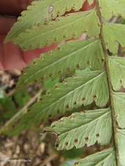 Microlepia marginata