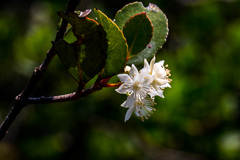 Pseudoscolopia polyantha