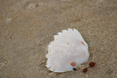 Ovalipes australiensis