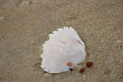 Ovalipes australiensis