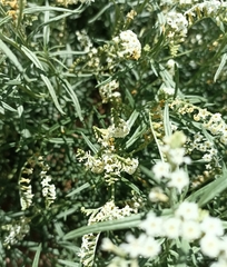 Heliotropium lineare