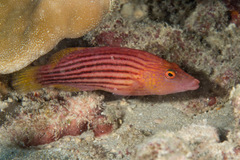 Pseudocheilinus octotaenia