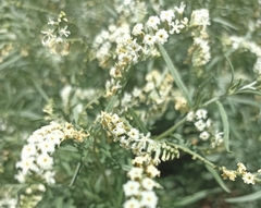 Heliotropium lineare