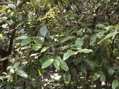 Cryptocarya chinensis