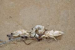 Ovalipes australiensis