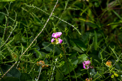Sphenostylis marginata