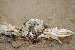 Ovalipes australiensis