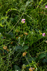 Sphenostylis marginata