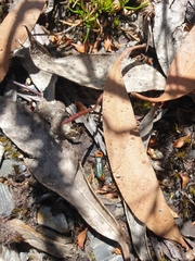 Chauliognathus tricolor