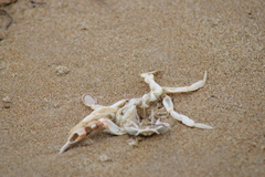 Ovalipes australiensis