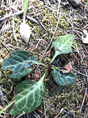 iNaturalist observation photo of white-veined wintergreen