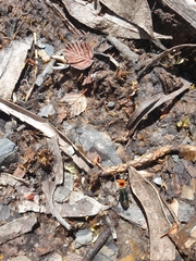 Chauliognathus tricolor